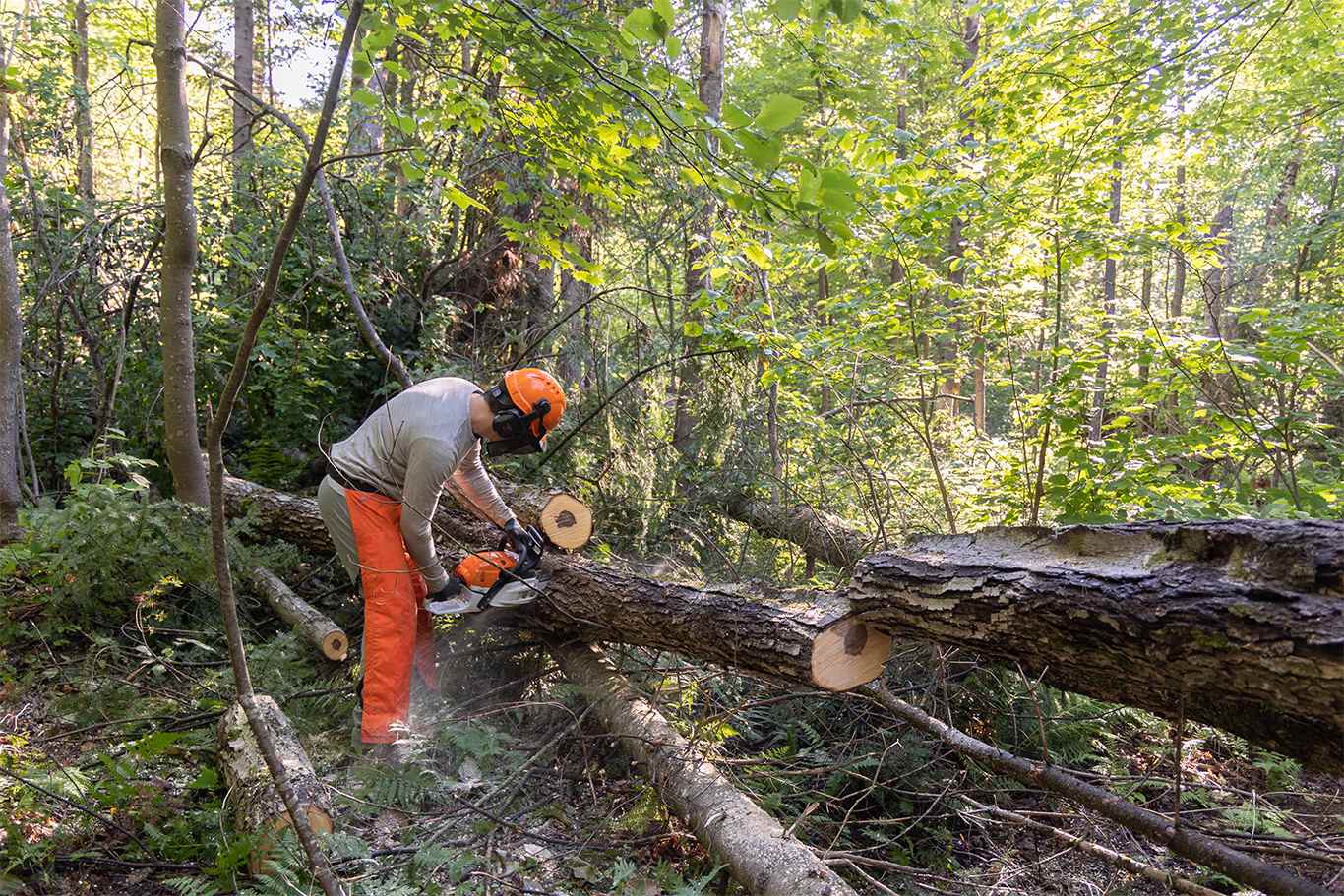 Abattage d'arbres en sécurité à Pessac