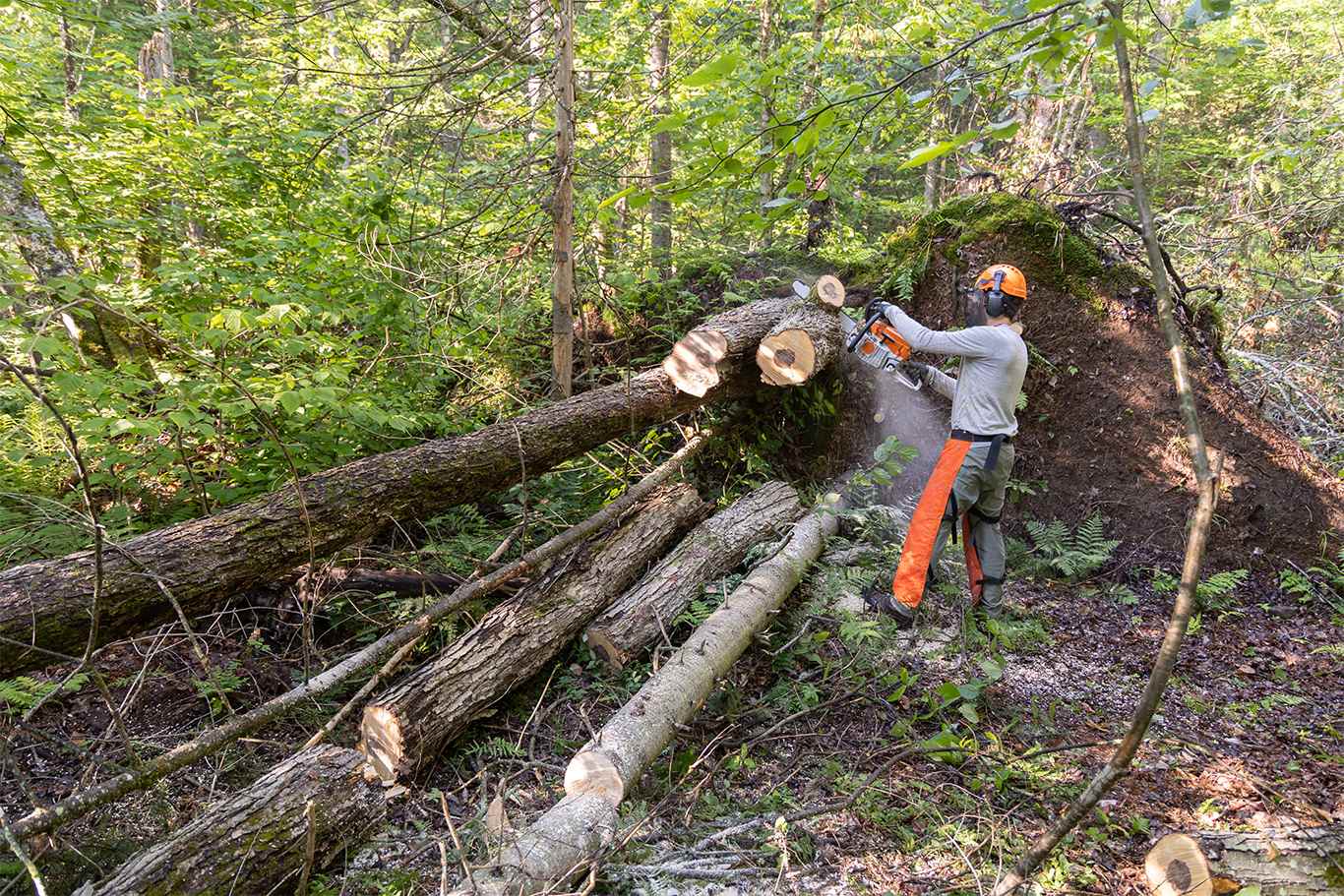 Abattage d'arbres en sécurité à Pessac