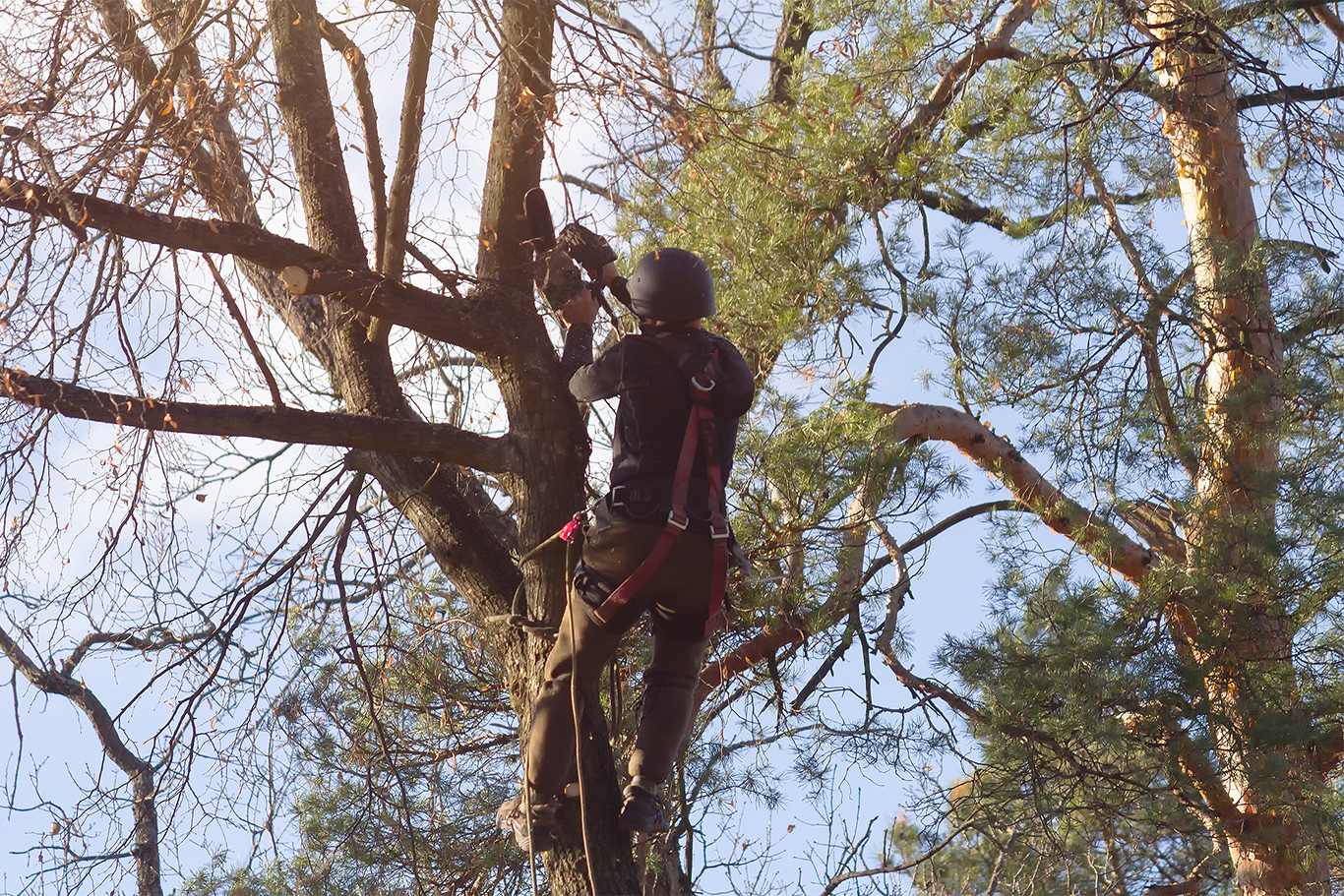 Entreprise d’élagage et d’entretien d’espaces verts à Bordeaux
