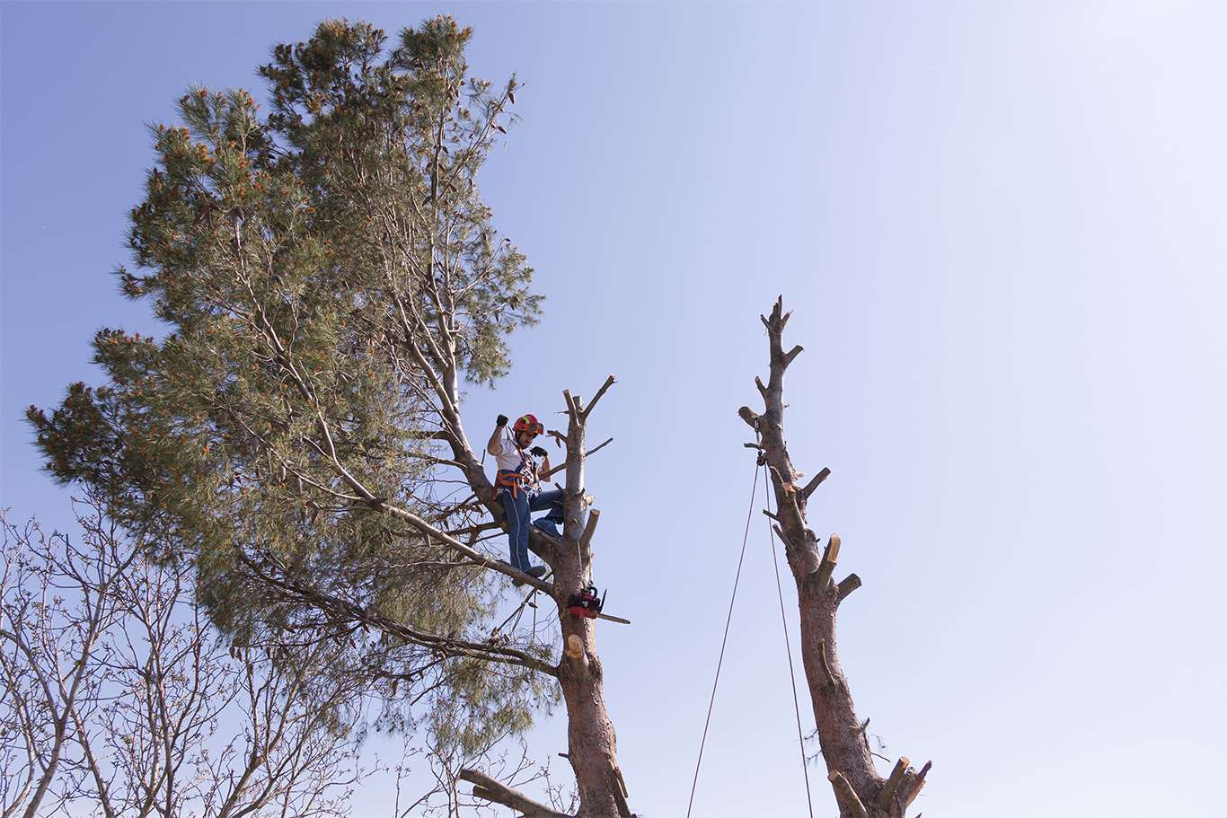 Service d'élagage d'arbres à Mérignac