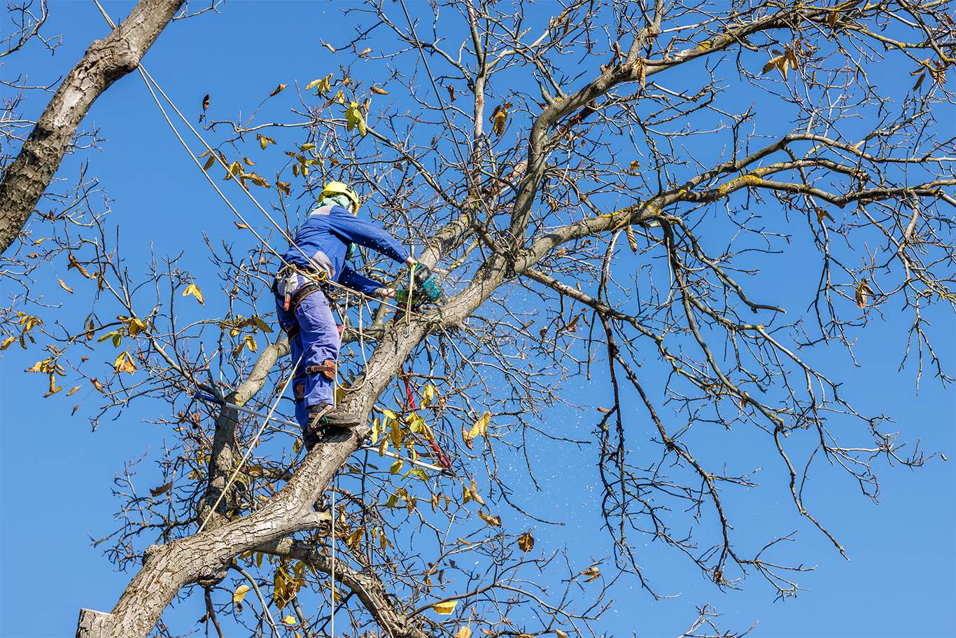 Service d'élagage d'arbres à Mérignac
