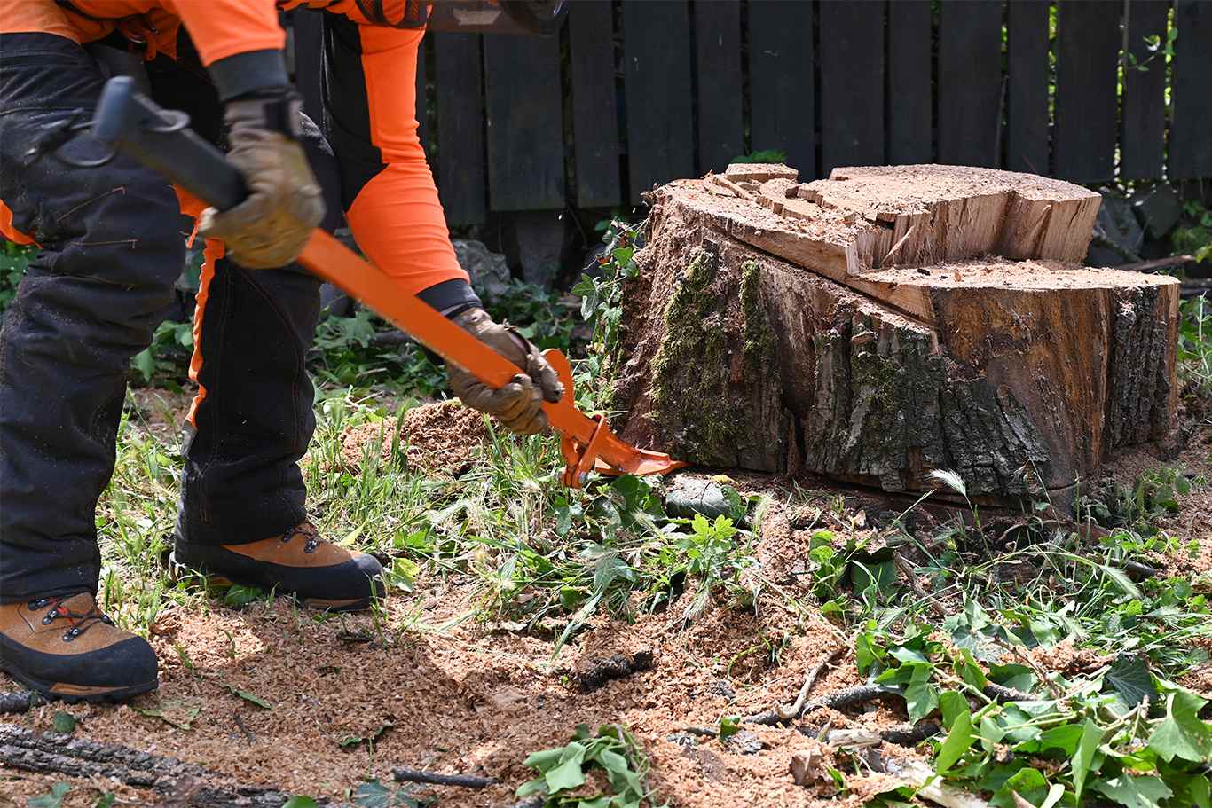 Suppression de souches d'arbres à Talence