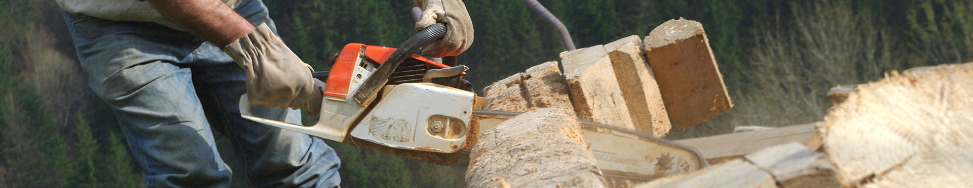 Abattage d'arbres en sécurité à Pessac
