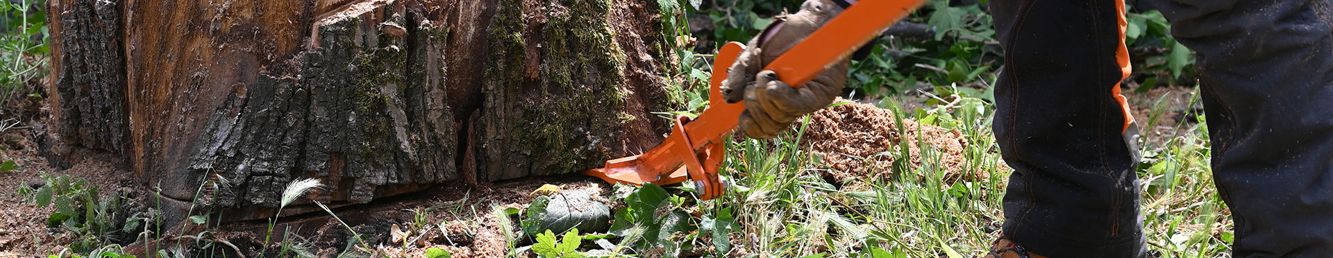 Suppression de souches d'arbres à Talence