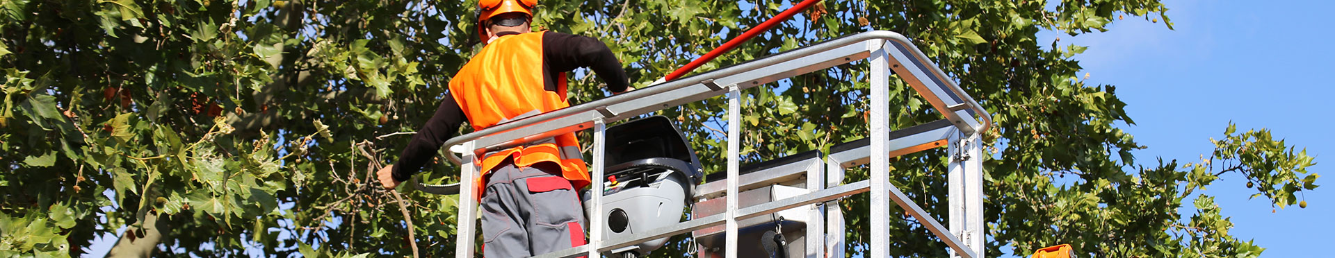 Service d'élagage d'arbres à Mérignac